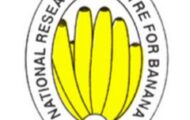 NRCB Recruitment 2023 – Apply Email for Various Vacancies of YP-I Posts